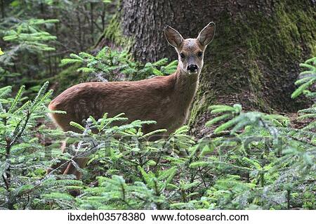 "Row Deer (Capreolus capreolus), fawn, about 7 weeks, in the forest between small spruce trees (Picea abies), Allgau, Swabia, Bavaria, Germany, Europe" View Large Photo Image Stock Image - "Row Deer (Capreolus capreolus), fawn, about 7 weeks, in the forest between small spruce trees (Picea abies), Allgau, Swabia, Bavaria, Germany, Europe". Fotosearch
