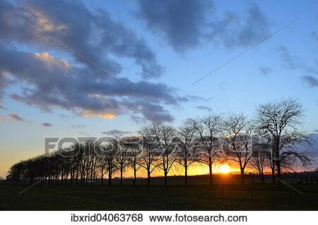 Stock Photo - "Row of trees in the sunset, Bislich Island, Xanten, North Rhine-Westphalia, Germany, Europe". Fotosearch