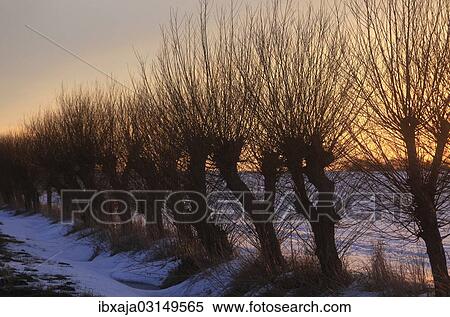 "Row of willow trees (Salix) at the sunset, with snow, Mecklenburg-Western Pomerania, Germany, Europe" View Large Photo Image Stock Photography - "Row of willow trees (Salix) at the sunset, with snow, Mecklenburg-Western Pomerania, Germany, Europe". Fotosearch