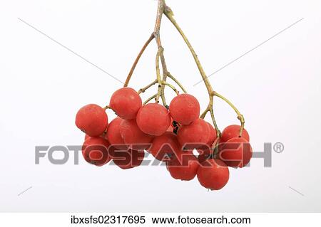Stock Photography - "Rowan, European rowan, mountain-ash (Sorbus aucuparia), fruit". Fotosearch