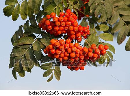 "Rowan (Sorbus aucuparia), fruits and leaves, Thuringia, Germany, Europe" View Large Photo Image Stock Photograph - "Rowan (Sorbus aucuparia), fruits and leaves, Thuringia, Germany, Europe". Fotosearch