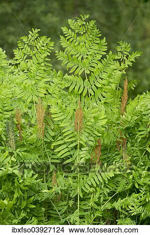 "Royal fern (Osmunda regalis), fertile brown leaves and infertile green leaves, NSG Barnbruch, Lower Saxony, Germany, Europe" View Large Photo Image Picture - "Royal fern (Osmunda regalis), fertile brown leaves and infertile green leaves, NSG Barnbruch, Lower Saxony, Germany, Europe". Fotosearch