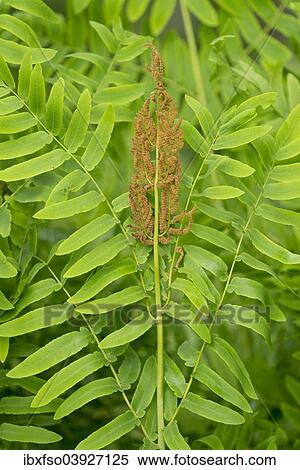 Stock Photography - "Royal fern (Osmunda regalis), fertile brown leaves and infertile green leaves, NSG Barnbruch, Lower Saxony, Germany, Europe". Fotosearch
