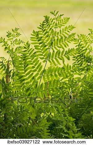 "Royal fern (Osmunda regalis), NSG Barnbruch, Lower Saxony, Germany, Europe" View Large Photo Image Stock Image - "Royal fern (Osmunda regalis), NSG Barnbruch, Lower Saxony, Germany, Europe". Fotosearch