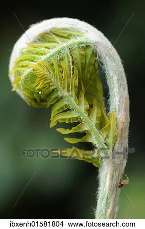 Picture - "Royal fern (Osmunda regalis), sprouting". Fotosearch