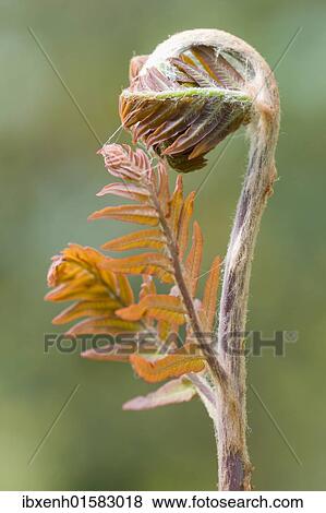 Stock Photo - "Royal fern (Osmunda regalis """"Purpurascens"""") sprout". Fotosearch