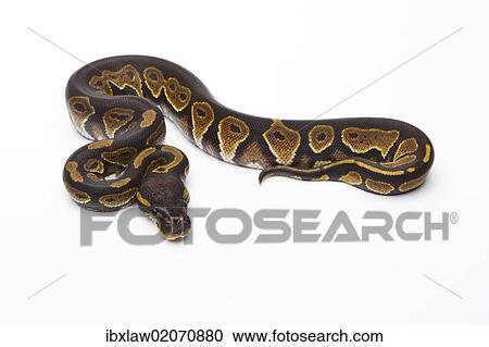 "Royal Python (Python regius), Black Head, female, Markus Theimer reptile breeding, Austria, Europe" View Large Photo Image Stock Image - "Royal Python (Python regius), Black Head, female, Markus Theimer reptile breeding, Austria, Europe". Fotosearch