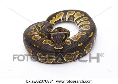 Stock Image - "Royal Python (Python regius), Black Head, female, Markus Theimer reptile breeding, Austria, Europe". Fotosearch