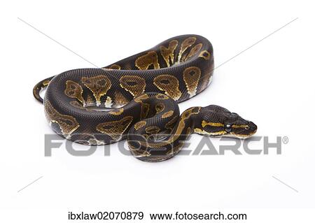 "Royal Python (Python regius), Black Head, male, Markus Theimer reptile breeding, Austria, Europe" View Large Photo Image Stock Photo - "Royal Python (Python regius), Black Head, male, Markus Theimer reptile breeding, Austria, Europe". Fotosearch