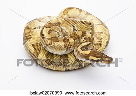 "Royal Python (Python regius), Butter Enchi, male, Markus Theimer reptile breeding, Austria, Europe" View Large Photo Image Stock Image - "Royal Python (Python regius), Butter Enchi, male, Markus Theimer reptile breeding, Austria, Europe". Fotosearch