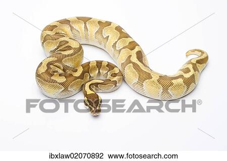 "Royal Python (Python regius), Butter Enchi, male, Markus Theimer reptile breeding, Austria, Europe" View Large Photo Image Stock Image - "Royal Python (Python regius), Butter Enchi, male, Markus Theimer reptile breeding, Austria, Europe". Fotosearch
