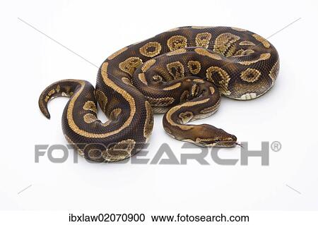 "Royal Python (Python regius), Fefe, male, Markus Theimer reptile breeding, Austria, Europe" View Large Photo Image Stock Image - "Royal Python (Python regius), Fefe, male, Markus Theimer reptile breeding, Austria, Europe". Fotosearch
