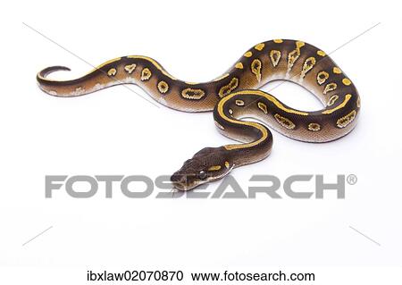 "Royal Python (Python regius), Mojave Black Head, male, Markus Theimer reptile breeding, Austria, Europe" View Large Photo Image Stock Image - "Royal Python (Python regius), Mojave Black Head, male, Markus Theimer reptile breeding, Austria, Europe". Fotosearch