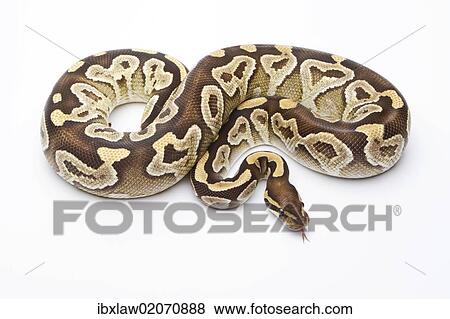 Stock Photo - "Royal Python (Python regius), Mojave Razor, female, Markus Theimer reptile breeding, Austria, Europe". Fotosearch