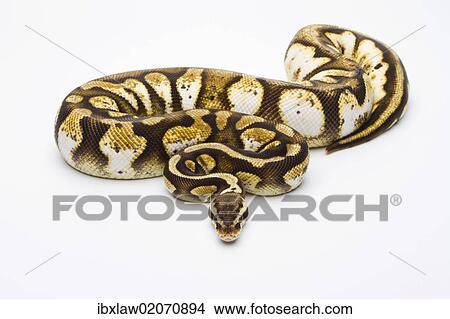 "Royal Python (Python regius), Pastel Calico, female, Markus Theimer reptile breeding, Austria, Europe" View Large Photo Image Picture - "Royal Python (Python regius), Pastel Calico, female, Markus Theimer reptile breeding, Austria, Europe". Fotosearch