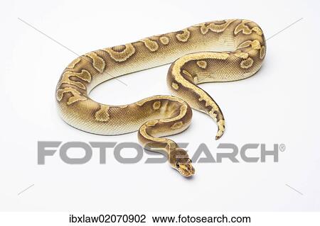 "Royal Python (Python regius), Champagne, male, Markus Theimer reptile breeding, Austria, Europe" View Large Photo Image Stock Image - "Royal Python (Python regius), Champagne, male, Markus Theimer reptile breeding, Austria, Europe". Fotosearch