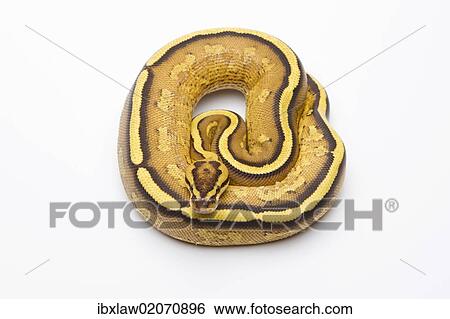 Stock Photograph - "Royal Python (Python regius), Superstripe, male, Markus Theimer reptile breeding, Austria, Europe". Fotosearch