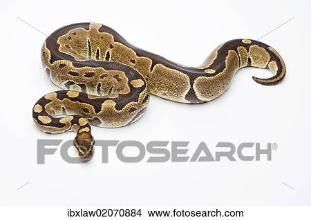 Picture - "Royal Python (Python regius), Super Razor, female, Markus Theimer reptile breeding, Austria, Europe". Fotosearch