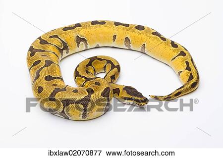 "Royal Python (Python regius), Super Enchi, female, Markus Theimer reptile breeding, Austria, Europe" View Large Photo Image Stock Photo - "Royal Python (Python regius), Super Enchi, female, Markus Theimer reptile breeding, Austria, Europe". Fotosearch