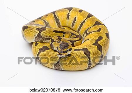 Stock Photo - "Royal Python (Python regius), Super Enchi, female, Markus Theimer reptile breeding, Austria, Europe". Fotosearch