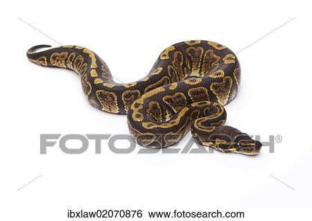 Stock Photograph - "Royal Python (Python regius), Super Granite, female, Markus Theimer reptile breeding, Austria, Europe". Fotosearch