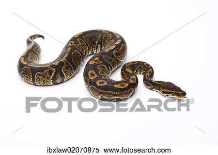 "Royal Python (Python regius), Super Granite, male, Markus Theimer reptile breeding, Austria, Europe" View Large Photo Image Stock Photography - "Royal Python (Python regius), Super Granite, male, Markus Theimer reptile breeding, Austria, Europe". Fotosearch