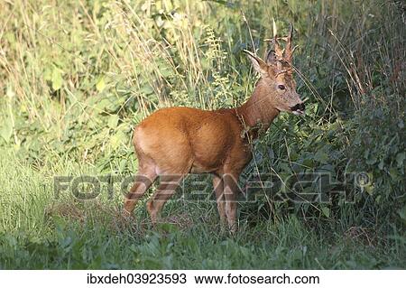 "Royal Roebuck (Capreolus capreolus) in the red summer coat, Lower Austria, Austria, Europe" View Large Photo Image Stock Image - "Royal Roebuck (Capreolus capreolus) in the red summer coat, Lower Austria, Austria, Europe". Fotosearch