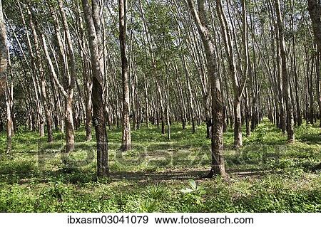 "Rubber plantation, Para Rubber Trees or Sharinga Trees (Hevea brasiliensis), Pulau Langkawi, Sultanat Kedah, Malaysia, Asia" View Large Photo Image Stock Photo - "Rubber plantation, Para Rubber Trees or Sharinga Trees (Hevea brasiliensis), Pulau Langkawi, Sultanat Kedah, Malaysia, Asia". Fotosearch