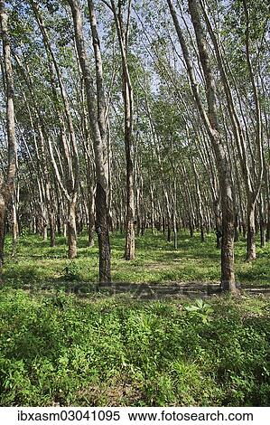 "Rubber plantation, Para Rubber Trees or Sharinga Trees (Hevea brasiliensis), Pulau Langkawi, Sultanat Kedah, Malaysia, Asia" View Large Photo Image Stock Photography - "Rubber plantation, Para Rubber Trees or Sharinga Trees (Hevea brasiliensis), Pulau Langkawi, Sultanat Kedah, Malaysia, Asia". Fotosearch