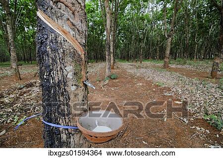 "Rubber plantation, Vietnam, Asia" View Large Photo Image Picture - "Rubber plantation, Vietnam, Asia". Fotosearch