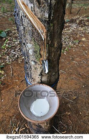 Stock Photography - "Rubber plantation, Vietnam, Asia". Fotosearch