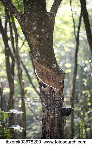 Stock Image - "Rubber Tree (Hevea brasiliensis), natural rubber production on a plantation, Peermade, Kerala, India, Asia". Fotosearch
