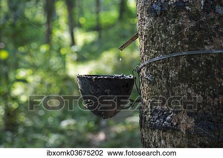 Stock Image - "Rubber Tree (Hevea brasiliensis) with collecting vessel, natural rubber production on a plantation, Peermade, Kerala, India, Asia". Fotosearch