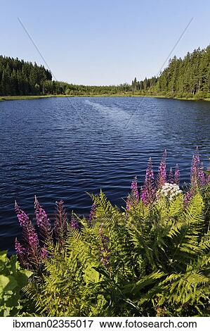 "Rubner pond, Tanner Moor or Tannermoor near Liebenau, Upper Austria, Austria, Europe" View Large Photo Image Stock Photo - "Rubner pond, Tanner Moor or Tannermoor near Liebenau, Upper Austria, Austria, Europe". Fotosearch
