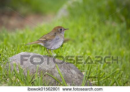 "Ruddy-capped Nightingale-thrush (Catharus frantzii), Cerro de la muerte, Costa Rica, Central America, North America" View Large Photo Image Stock Image - "Ruddy-capped Nightingale-thrush (Catharus frantzii), Cerro de la muerte, Costa Rica, Central America, North America". Fotosearch