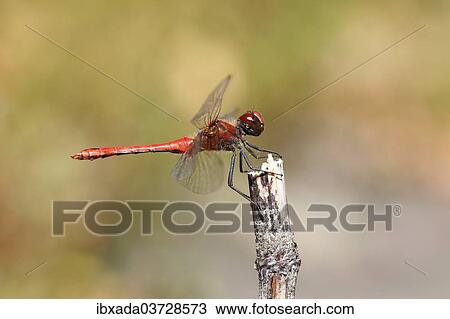 "Ruddy Darter (Sympetrum sanguineum), male resting on a stalk, North Rhine-Westphalia, Germany, Europe" View Large Photo Image Stock Image - "Ruddy Darter (Sympetrum sanguineum), male resting on a stalk, North Rhine-Westphalia, Germany, Europe". Fotosearch