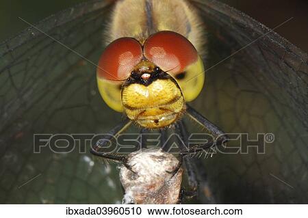 Stock Image - "Ruddy Darter (Sympetrum sanguineum), detail view of the head of a dragonfly, Burgenland, Austria, Europe". Fotosearch