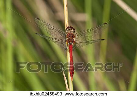 "Ruddy Darter (Sympetrum sanguineum), male, Untergroeningen, Baden-Wuerttemberg, Germany, Europe" View Large Photo Image Stock Image - "Ruddy Darter (Sympetrum sanguineum), male, Untergroeningen, Baden-Wuerttemberg, Germany, Europe". Fotosearch