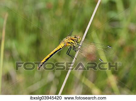 Stock Image - "Ruddy Darter (Sympetrum sanguineum), juvenile, dries wings on rush after hatching, Bavaria, Germany, Europe". Fotosearch