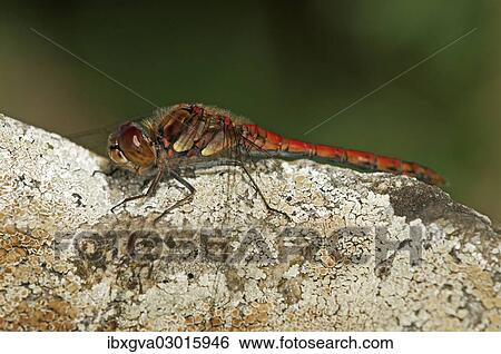 "Ruddy Darter (Sympetrum sanguineum), male, Europa, Switzerland, Europe" View Large Photo Image Stock Photograph - "Ruddy Darter (Sympetrum sanguineum), male, Europa, Switzerland, Europe". Fotosearch