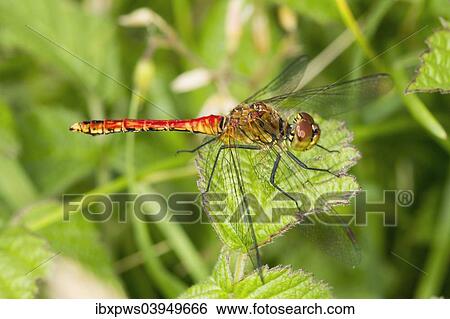 "Ruddy Darter (Sympetrum sanguineum), on a leaf, South Wales, United Kingdom, Europe" View Large Photo Image Stock Photograph - "Ruddy Darter (Sympetrum sanguineum), on a leaf, South Wales, United Kingdom, Europe". Fotosearch