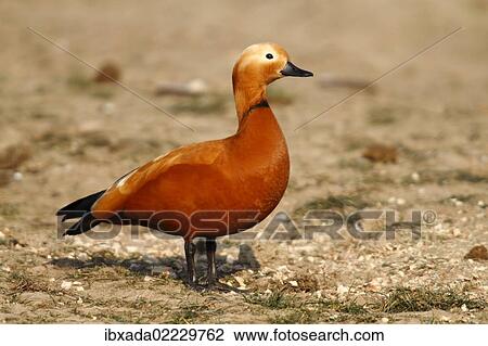 "Ruddy Shelduck (Tadorna ferruginea), male standing on a meadow, Bislicher Island, North Rhine-Westphalia, Germany, Europe" View Large Photo Image Stock Image - "Ruddy Shelduck (Tadorna ferruginea), male standing on a meadow, Bislicher Island, North Rhine-Westphalia, Germany, Europe". Fotosearch
