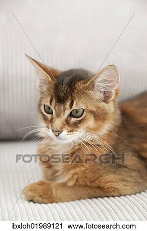 Ruddy Somali kitten is relaxing on a sofa View Large Photo Image Stock Image - Ruddy Somali kitten is relaxing on a sofa. Fotosearch