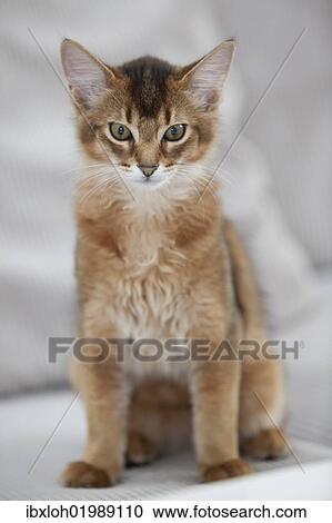 Stock Image - Ruddy Somali kitten. Fotosearch