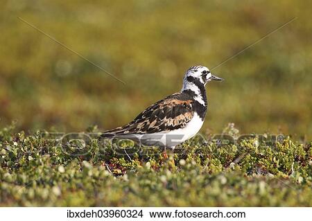 "Ruddy Turnstone (Arenaria interpres), Tundra, Norway, Europe" View Large Photo Image Picture - "Ruddy Turnstone (Arenaria interpres), Tundra, Norway, Europe". Fotosearch