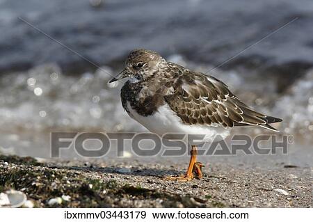"Ruddy Turnstone (Arenaria interpres), foraging for food, East Frisian Islands, East Frisia, Lower Saxony, Germany, Europe" View Large Photo Image Stock Photo - "Ruddy Turnstone (Arenaria interpres), foraging for food, East Frisian Islands, East Frisia, Lower Saxony, Germany, Europe". Fotosearch