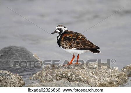 "Ruddy Turnstone (Arenaria interpres) in breeding plumage standing on a moss-covered stone on the beach, Neuwerk Island near Cuxhaven, Hamburg Wadden Sea, Germany, Europe" View Large Photo Image Stock Photograph - "Ruddy Turnstone (Arenaria interpres) in breeding plumage standing on a moss-covered stone on the beach, Neuwerk Island near Cuxhaven, Hamburg Wadden Sea, Germany, Europe". Fotosearch