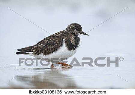 "Ruddy Turnstone (Arenaria interpres) in search of food, Dune island, Helgoland, Schleswig-Holstein, Germany, Europe" View Large Photo Image Stock Photograph - "Ruddy Turnstone (Arenaria interpres) in search of food, Dune island, Helgoland, Schleswig-Holstein, Germany, Europe". Fotosearch