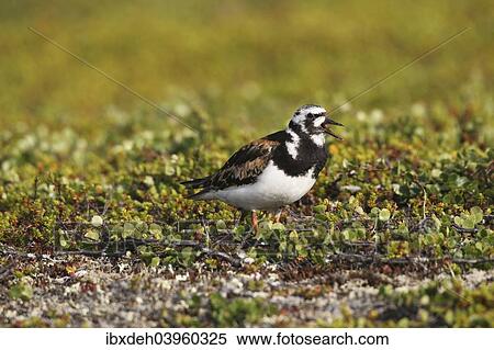"Ruddy Turnstone (Arenaria interpres), Tundra, Norway, Europe" View Large Photo Image Stock Photography - "Ruddy Turnstone (Arenaria interpres), Tundra, Norway, Europe". Fotosearch