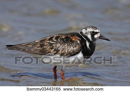 Stock Photography - "Ruddy Turnstone (Arenaria interpres), in breeding plumage, East Frisian Islands, East Frisia, Lower Saxony, Germany, Europe". Fotosearch